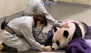 Tuan Tuan, panda offert par la Chine à Taïwan il y a 14 ans, est mort aujourd'hui après avoir souffert d'une série d'attaques cérébrales, a annoncé le zoo de Taïpeï
