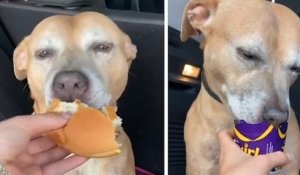 Une chienne souffrant d'un cancer déguste son premier cheeseburger de McDonald's avant de mourir