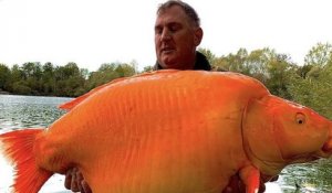 Un pêcheur britannique a capturé l'un des plus gros poissons rouges du monde