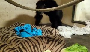 Retrouvailles émouvantes d’une mère chimpanzé et son bébé