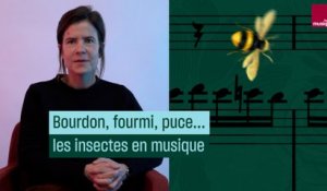 Bourdon, fourmi, puce… : les insectes en musique