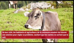 Des vaches sèment la pagaille au Québec !