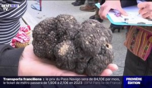 Truffes: jusqu'à 800 euros le kilo cette année