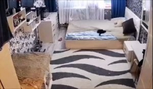 Quand ton chat refait le lit après que son bébé l'a défait...