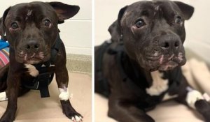 Un chien paralysé a été secouru après avoir été trouvé sur une voie ferrée à Philadelphie