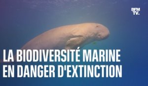 Dugong, ormeaux, corail cierge…la biodiversité marine particulièrement en danger d’extinction