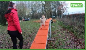 Spyke teste le parc à chiens de Tournai