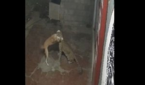 Un chien se fait attaquer par un léopard affamé en Inde