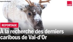 Danger d'extinction pour les Caribous du Val-d'Or