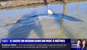 Un ostréiculteur sauve un requin bleu de plus de deux mètres dans le bassin d'Arcachon
