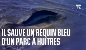 Cet ostréiculteur du Cap Ferret sauve un requin dans un parc à huîtres