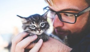 Les chats entendent un changement dans la voix de leurs maîtres quand ils s'adressent à eux, selon une étude