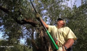 À la découverte des olives et de leur huile, "or liquide" de l'Espagne