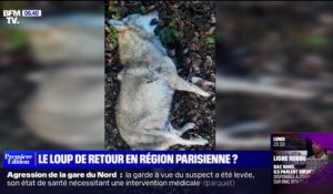 Un loup a-t-il été percuté par un automobiliste en forêt de Fontainebleau?