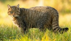 Le chat sauvage est de plus en plus présent en France, notamment en Bourgogne