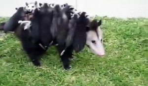 Une maman opossum porte ses 10 petits sur le dos
