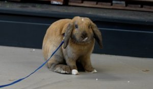Pumba, le petit lapin qui se balade en liberté dans les allées du Truffaut Montparnasse