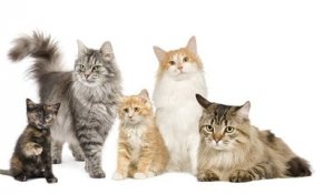 Voici les 3 races de chats les plus intelligentes, selon une étude scientifique