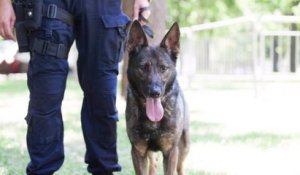 Dijon : un chien malinois victime de maltraitance a intégré la brigade canine de la police