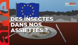 L’Union Européenne veut mettre des insectes dans nos assiettes ? | 31/01/2023 | Désintox | ARTE