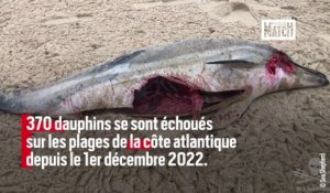 Des dauphins échoués sur les côtes françaises
