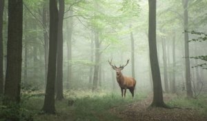 Un groupe d'amis rachète des forêts en Bretagne pour préserver les animaux sauvages