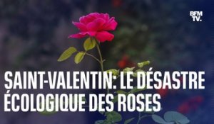 Saint-Valentin: pour sauver la planète, il vaut mieux éviter d'acheter des roses