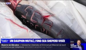 L'ONG Sea Shepherd repêche un dauphin atrocement scarifié avec un message insultant
