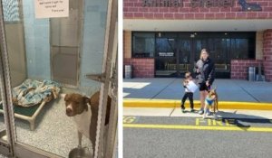 Après trois mois sans proposition d'adoption, une chienne a trouvé une famille grâce à un message posté par son refuge
