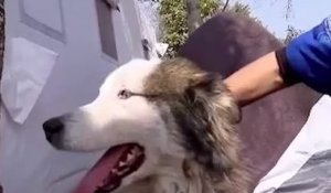 Turquie : 23 jours après le séisme, un chien retrouvé vivant sous les décombres