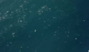 Des goélands pourchassent un banc de poissons dans la baie de Saint-Tropez