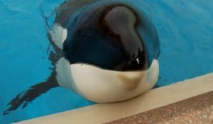 Kiska, « l’orque la plus seule au monde », est morte après 43 ans de captivité