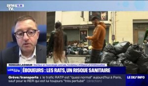 Grève des éboueurs: "Le risque sanitaire est bien réel", alerte Romain Lasseur, docteur en toxicologie animale, sur la question des rats
