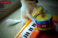 Funny animals playing instruments Cute and funny animal compilation Full HD