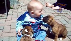 Funny babies annoying dogs   Cute dog & baby compilation