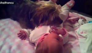 Best Of Funny Cats And Dogs Protecting Babies Compilation 2014 [NEW] (3)