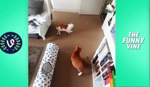 Funny Cats Compilation 2016  - Best Funny Cat Videos Ever   Funny Vines (4)