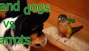 Cats and dogs vs parrots   Funny and cute animal compilation