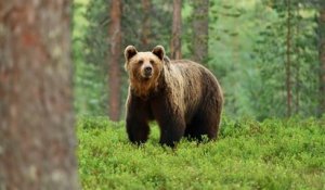 Pyrénées : la population d'ours s'élève à 76 individus en 2022, un record !