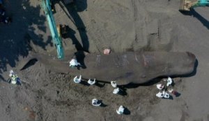 Un cachalot de 18 mètres retrouvé mort échoué sur une plage de Bali