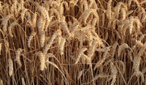 La France contrainte de ne pas exporter ses céréales hors d'Europe