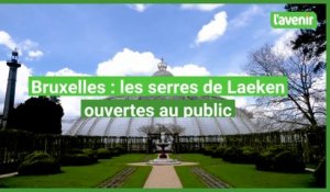 Les serres royales de Laeken ouvertes au public