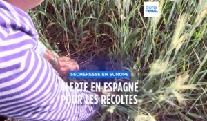 En Espagne, le manque d'eau menace gravement les récoltes de céréales