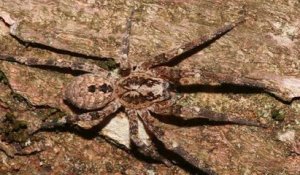 Nouvelle en France, cette terrifiante “araignée vampire” peut être votre meilleure alliée