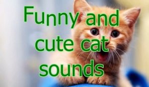 Funny and cute cat sounds - Cat compilation