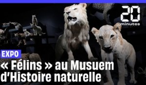 « Félins », l’exposition au poil du Muséum d’Histoire naturelle