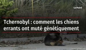Tchernobyl : comment les chiens errants ont muté génétiquement