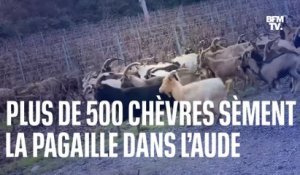 Plus de 500 chèvres en liberté sèment la pagaille dans l’Aude