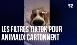 Les filtres TikTok pour animaux cartonnent!