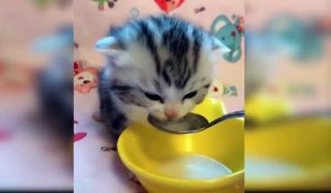 Baby Cats - Cute and Funny Baby Cat  funny videos  Compilation